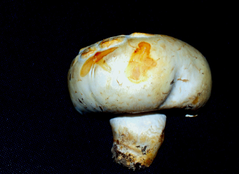 Agaricus  non comuni